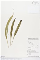 尖嘴蕨藏品圖，第1張