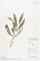 登錄號:BP01092藏品圖，第1張