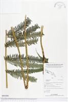 登錄號:BP01094藏品圖，第1張