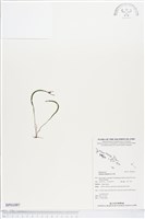 莎草蕨藏品圖，第1張