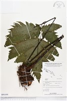 登錄號:BP01098藏品圖，第1張