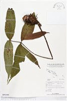登錄號:BP01099藏品圖，第1張