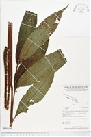 登錄號:BP01100藏品圖，第1張