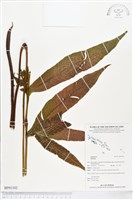 登錄號:BP01102藏品圖，第1張