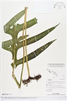 登錄號:BP01103藏品圖，第1張