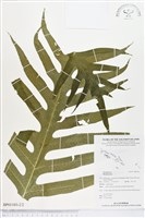 登錄號:BP01103藏品圖，第2張