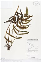 登錄號:BP01105藏品圖，第1張