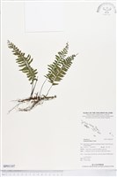 複齒鐵角蕨藏品圖，第1張