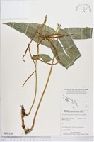 登錄號:BP01110藏品圖，第1張