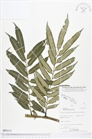 登錄號:BP01111藏品圖，第1張