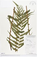 登錄號:BP01112藏品圖，第1張