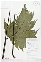 登錄號:BP01114藏品圖，第1張