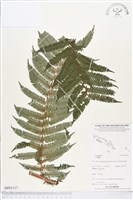 登錄號:BP01117藏品圖，第1張