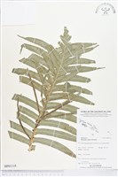 登錄號:BP01118藏品圖，第1張