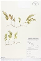 登錄號:BP01122藏品圖，第1張