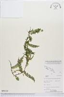 登錄號:BP01124藏品圖，第1張