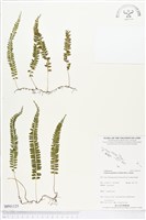 登錄號:BP01125藏品圖，第1張
