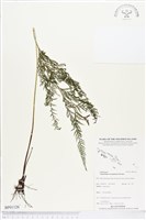 登錄號:BP01126藏品圖，第1張