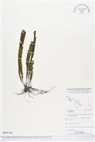 登錄號:BP01128藏品圖，第1張