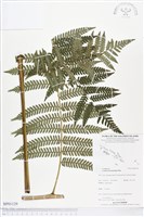 登錄號:BP01129藏品圖，第1張