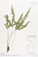 鈍齒鱗始蕨藏品圖，第1張