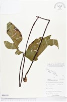 登錄號:BP01133藏品圖，第1張