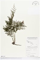 登錄號:BP01134藏品圖，第1張