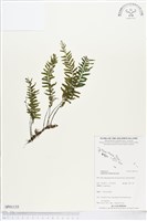 單邊鐵角蕨藏品圖，第1張