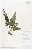 登錄號:BP01136藏品圖，第1張