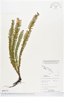 登錄號:BP01138藏品圖，第1張