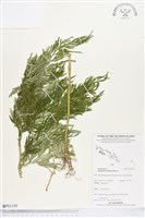 登錄號:BP01139藏品圖，第1張