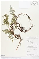 陰石蕨藏品圖，第1張