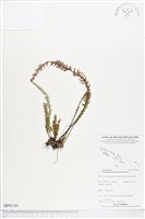 登錄號:BP01141藏品圖，第1張