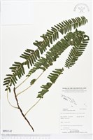 登錄號:BP01142藏品圖，第1張