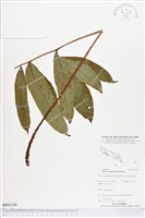 登錄號:BP01144藏品圖，第1張