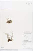 登錄號:BP01148藏品圖，第1張