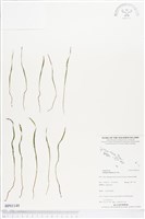 莎草蕨藏品圖，第1張