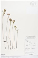 分枝莎草蕨藏品圖，第1張