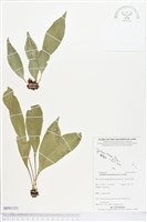 登錄號:BP01151藏品圖，第1張