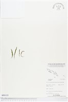 登錄號:BP01152藏品圖，第1張