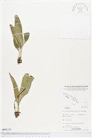 登錄號:BP01153藏品圖，第1張