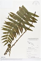登錄號:BP01154藏品圖，第1張