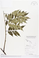 登錄號:BP01155藏品圖，第1張