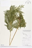 登錄號:BP01156藏品圖，第1張