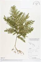 登錄號:BP01157藏品圖，第1張