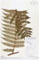 登錄號:BP01158藏品圖，第1張