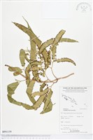 登錄號:BP01159藏品圖，第1張