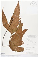 登錄號:BP01161藏品圖，第1張