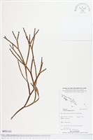 垂枝松葉蕨藏品圖，第1張