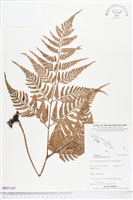 闊葉骨碎補藏品圖，第1張